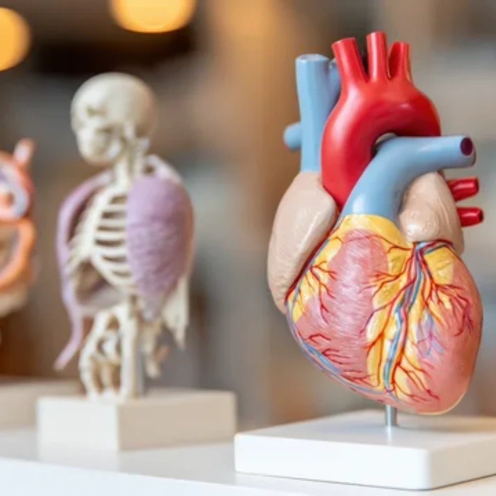 Fisiología humana (1h)